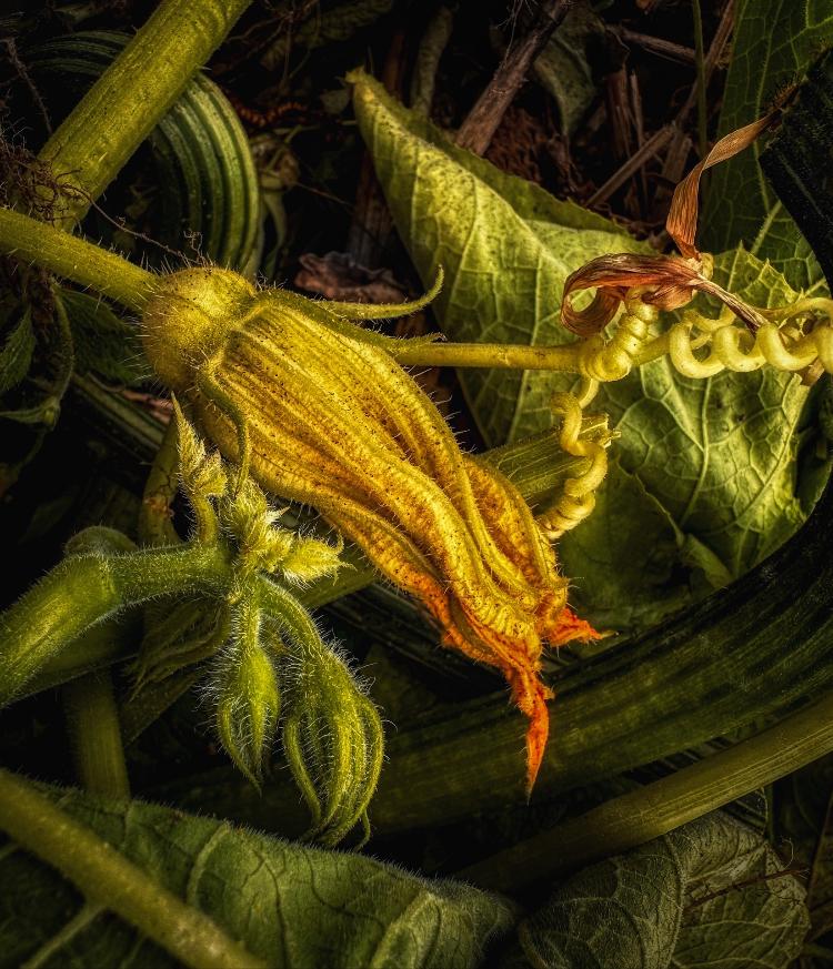 "Squash Blossom" "Squash Blossom"